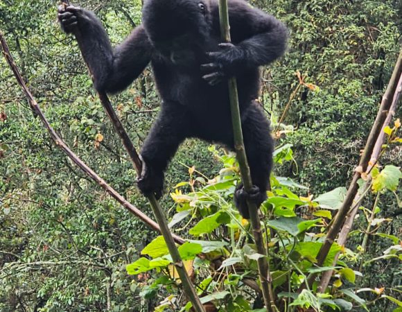 1 day Gorilla trekking