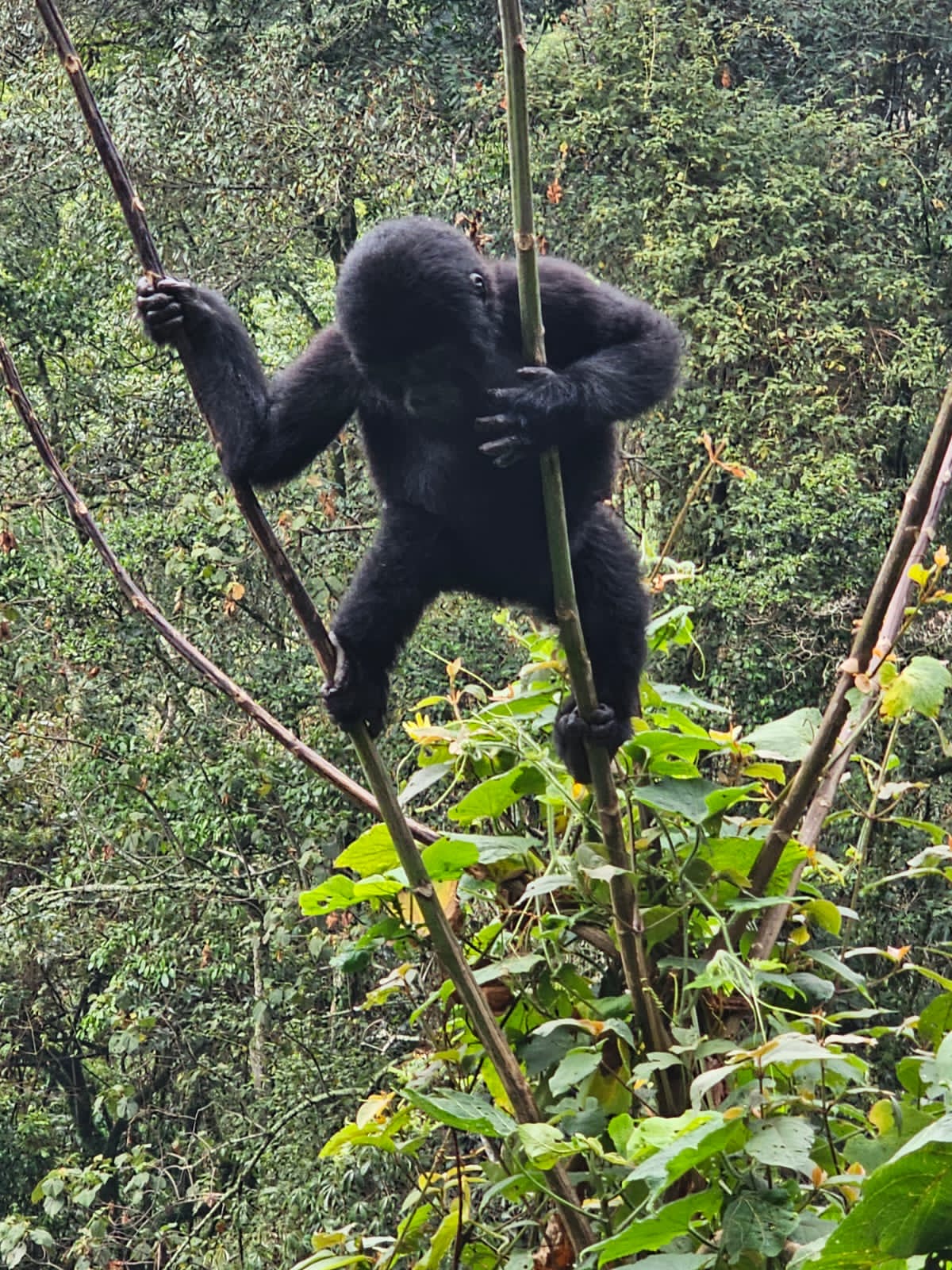 1 day Gorilla trekking