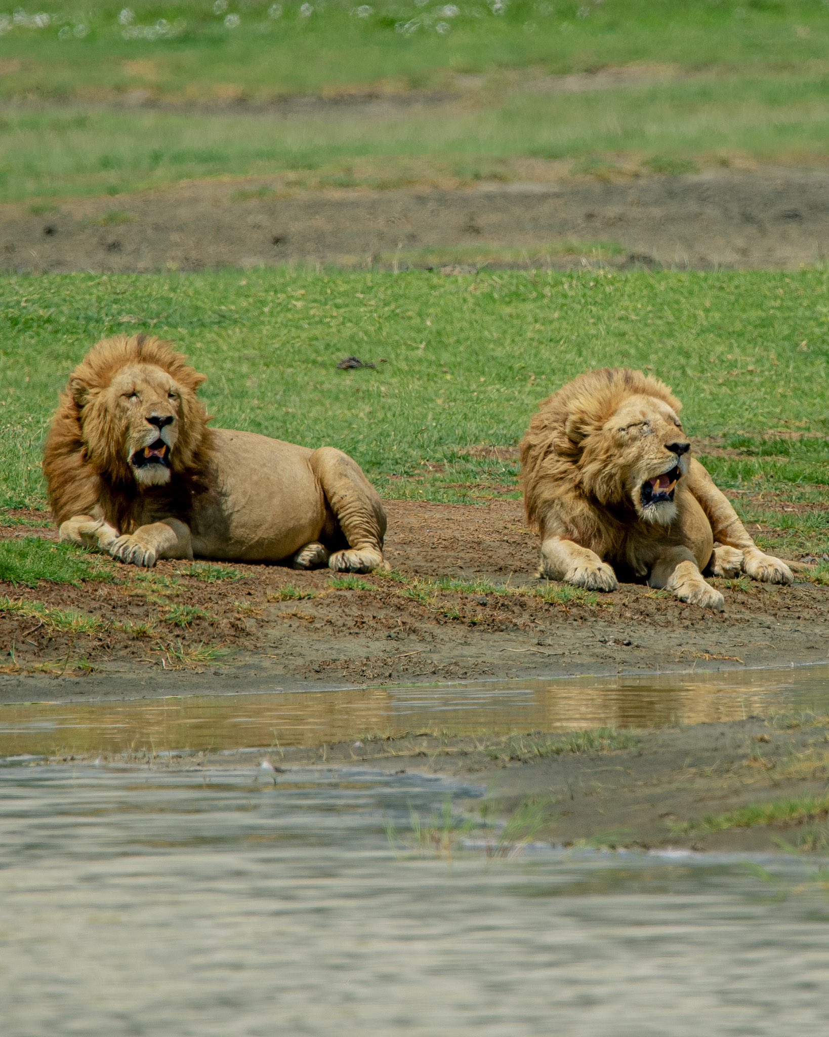 11-Day Safari in Uganda and Rwanda