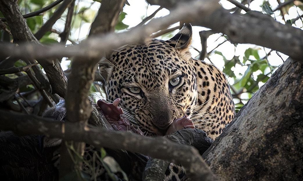 4-Day Serengeti Luxury Tour in Tanzania