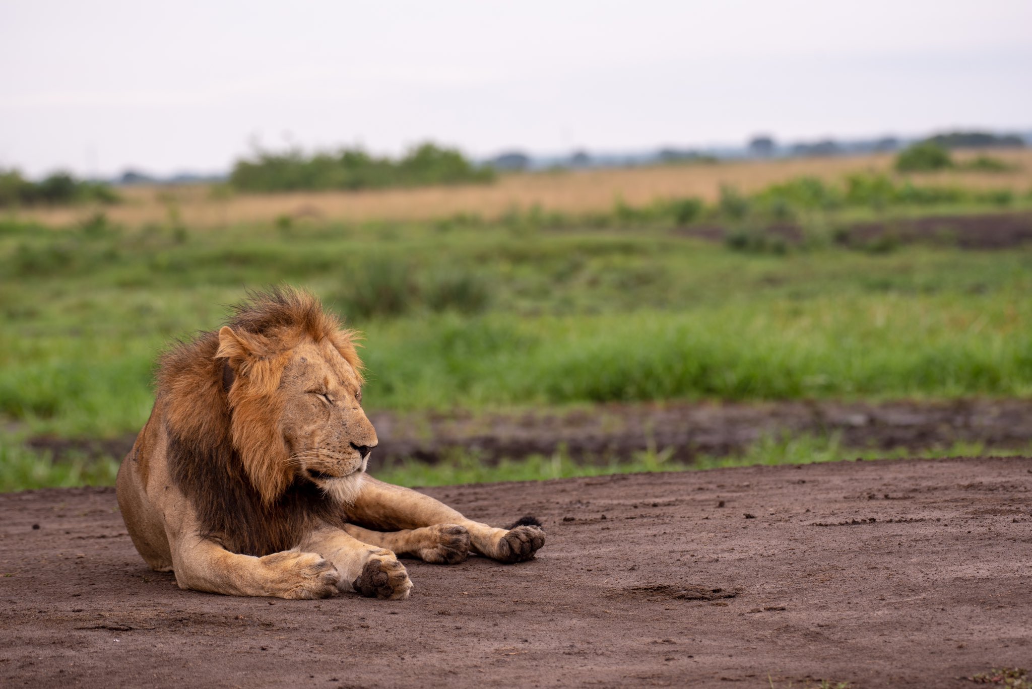 7-Day Tarangire, Lake Manyara & Serengeti Luxury Safari